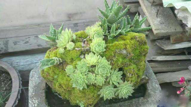 苔蘚